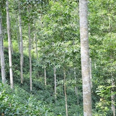 Tăng cường quản lý giống cây trồng rừng gỗ lớn